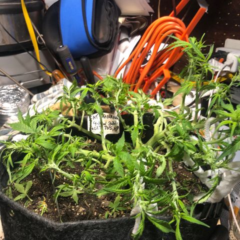 Royal Bluematic Auto - RQS growlog timeline photo