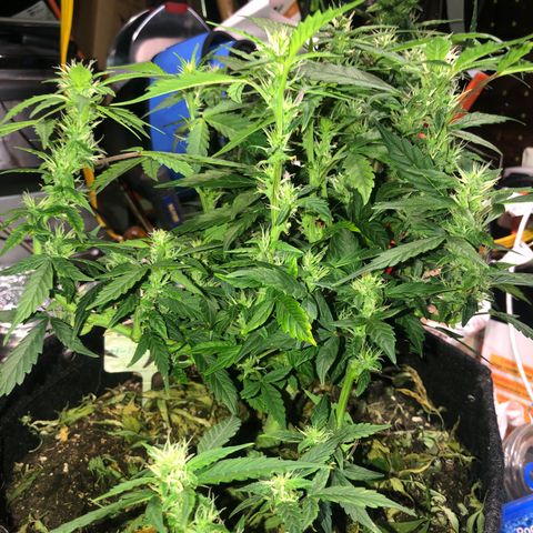 Royal Bluematic Auto - RQS growlog timeline photo