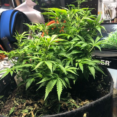 Royal Bluematic Auto - RQS growlog timeline photo