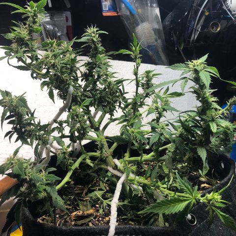 Royal Bluematic Auto - RQS growlog timeline photo