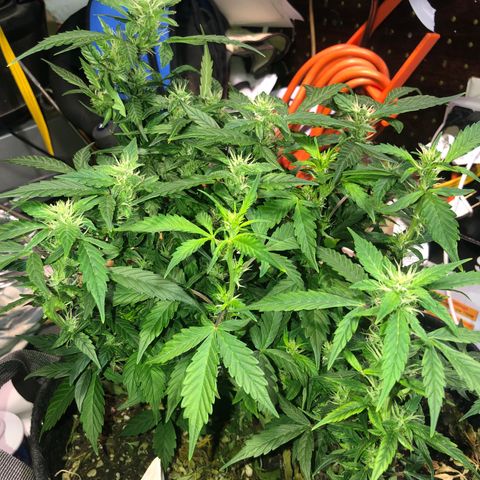 Royal Bluematic Auto - RQS growlog timeline photo