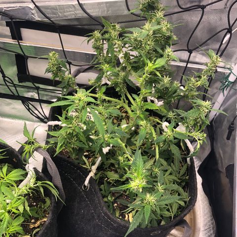 Royal Bluematic Auto - RQS growlog timeline photo