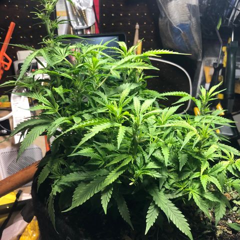Royal Bluematic Auto - RQS growlog timeline photo
