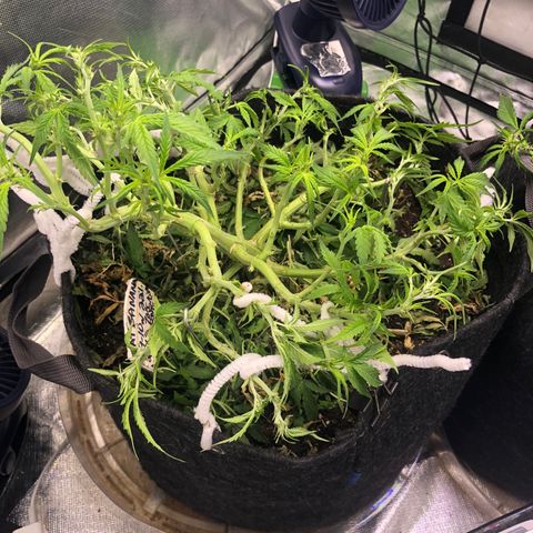 Royal Bluematic Auto - RQS growlog timeline photo