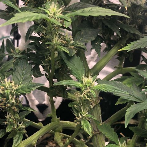 Royal Bluematic Auto - RQS growlog timeline photo