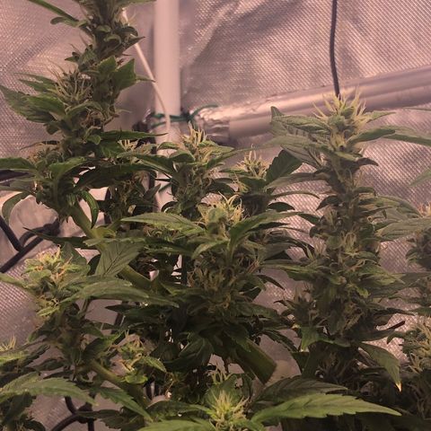 Royal Bluematic Auto - RQS growlog timeline photo