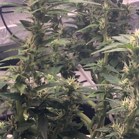 Royal Bluematic Auto - RQS growlog timeline photo