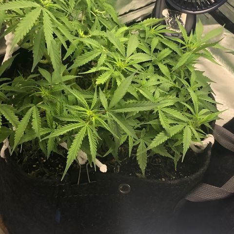 Fat Banana Auto - RQS growlog timeline photo