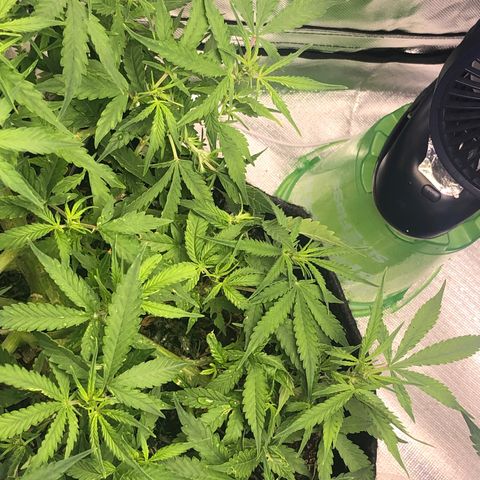 Fat Banana Auto - RQS growlog timeline photo