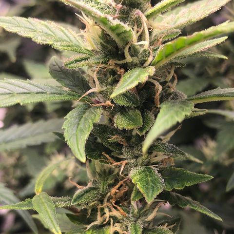Royal Bluematic Auto - RQS growlog timeline photo