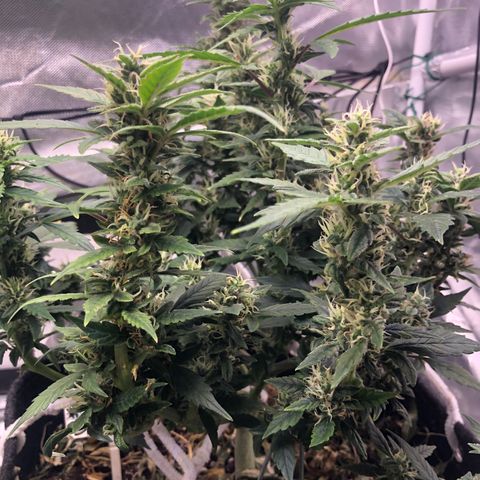Royal Bluematic Auto - RQS growlog timeline photo