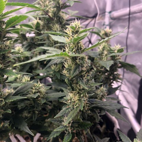 Royal Bluematic Auto - RQS growlog timeline photo