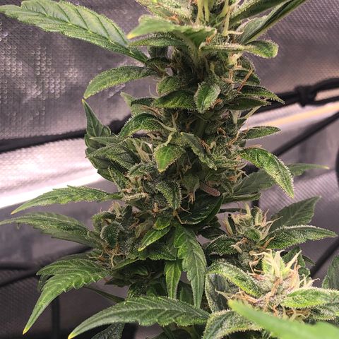 Royal Bluematic Auto - RQS growlog timeline photo