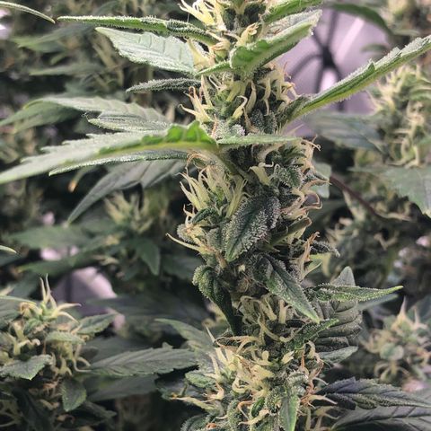 Royal Bluematic Auto - RQS growlog timeline photo
