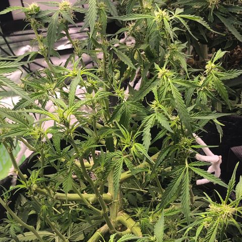 Fat Banana Auto - RQS growlog timeline photo