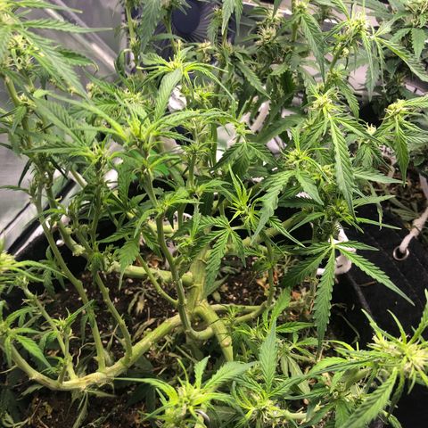 Fat Banana Auto - RQS growlog timeline photo