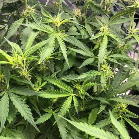 Fat Banana Auto - RQS growlog timeline photo