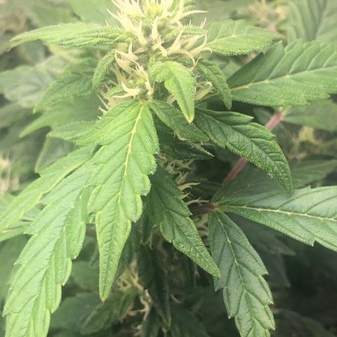 Royal Bluematic Auto - RQS growlog timeline photo