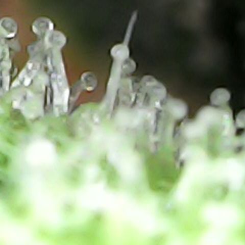 Royal Bluematic Auto - RQS growlog timeline photo