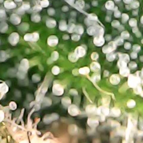 Royal Bluematic Auto - RQS growlog timeline photo