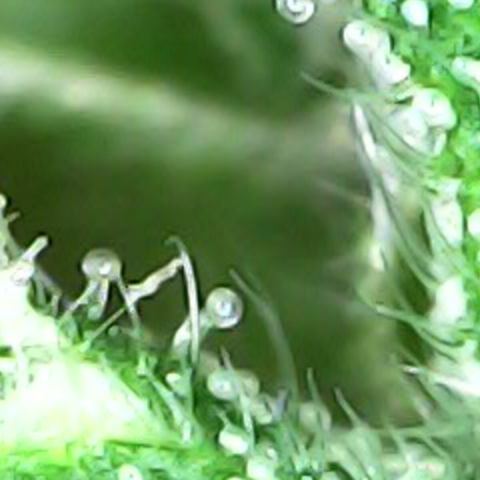 Royal Bluematic Auto - RQS growlog timeline photo