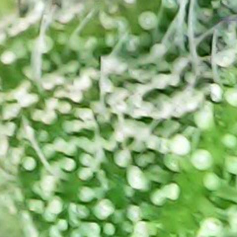 Royal Bluematic Auto - RQS growlog timeline photo