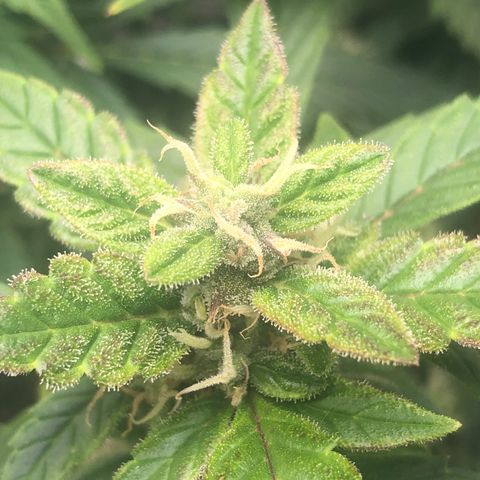 Royal Bluematic Auto - RQS growlog timeline photo
