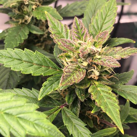 Royal Bluematic Auto - RQS growlog timeline photo