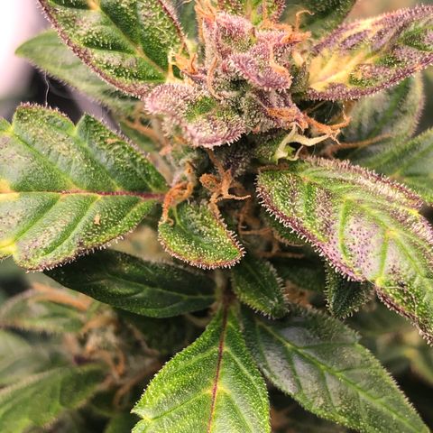Royal Bluematic Auto - RQS growlog timeline photo