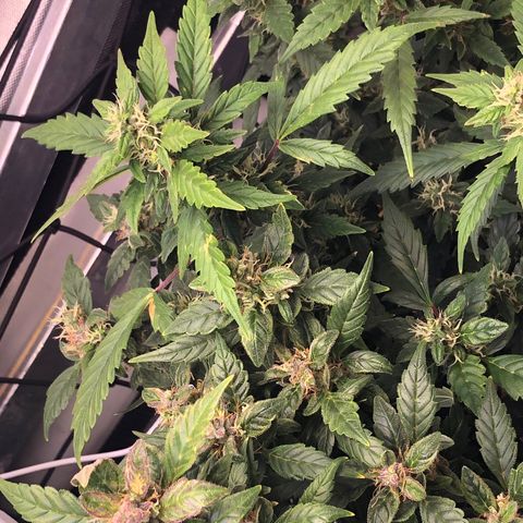 Royal Bluematic Auto - RQS growlog timeline photo
