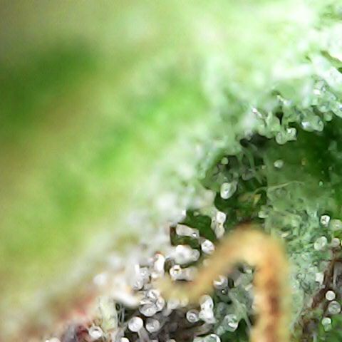 Royal Bluematic Auto - RQS growlog timeline photo