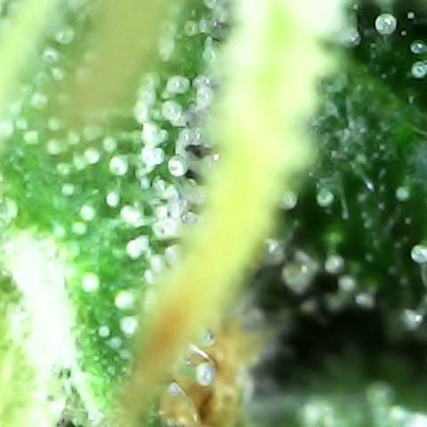 Royal Bluematic Auto - RQS growlog timeline photo