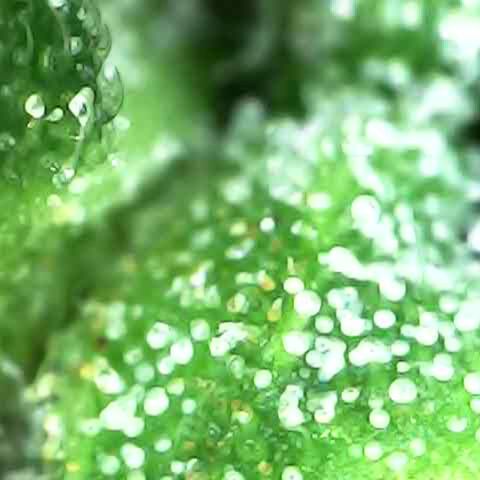 Royal Bluematic Auto - RQS growlog timeline photo
