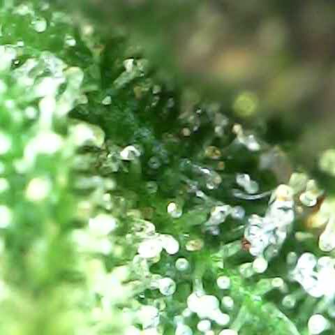 Royal Bluematic Auto - RQS growlog timeline photo