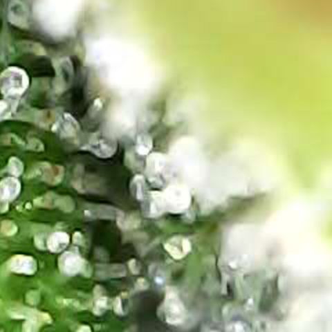 Royal Bluematic Auto - RQS growlog timeline photo