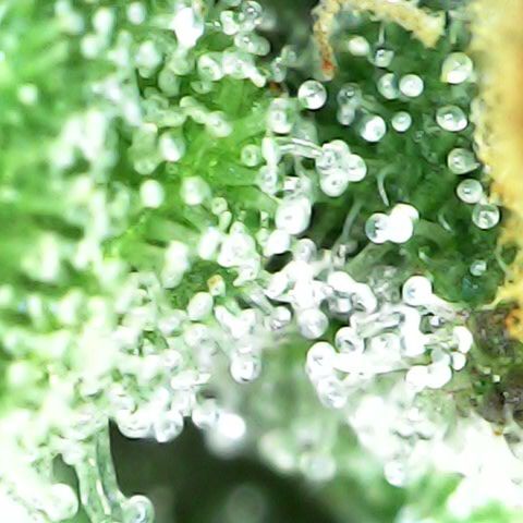 Royal Bluematic Auto - RQS growlog timeline photo