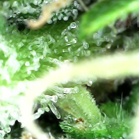 Royal Bluematic Auto - RQS growlog timeline photo