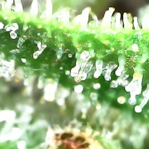 Royal Bluematic Auto - RQS growlog timeline photo