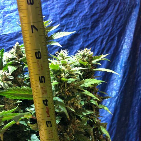 Royal Bluematic Auto - RQS growlog timeline photo