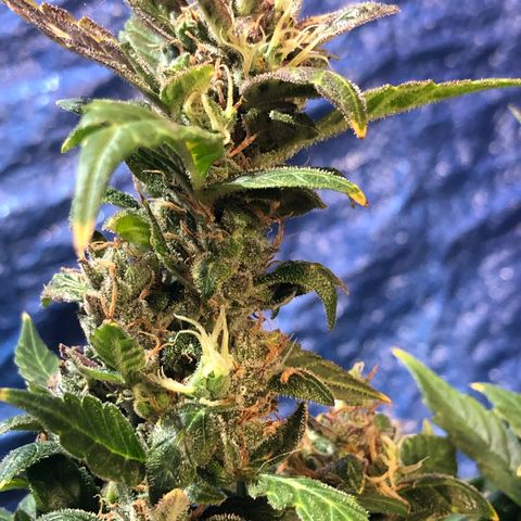 Royal Bluematic Auto - RQS growlog timeline photo