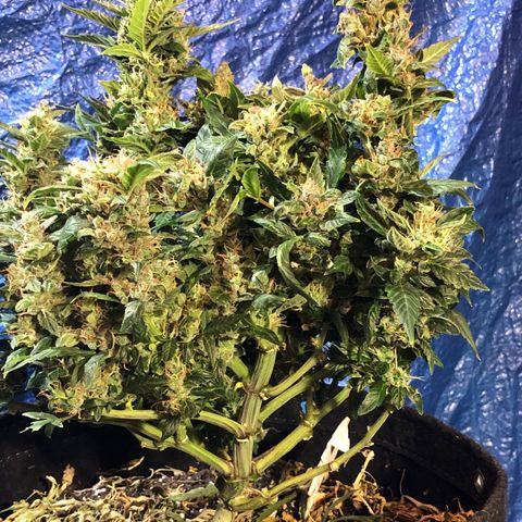 Royal Bluematic Auto - RQS growlog timeline photo