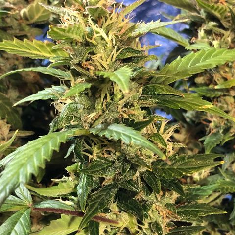 Royal Bluematic Auto - RQS growlog timeline photo