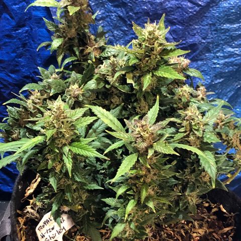 Royal Bluematic Auto - RQS growlog timeline photo