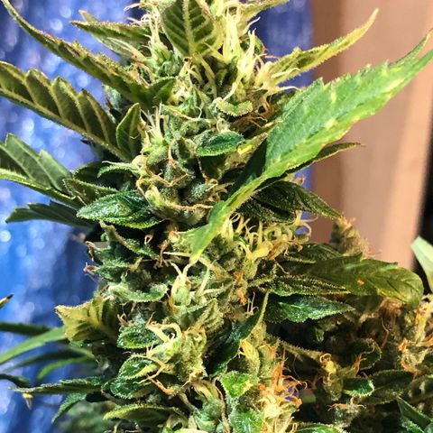 Royal Bluematic Auto - RQS growlog timeline photo