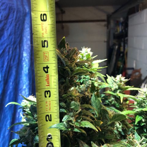 Royal Bluematic Auto - RQS growlog timeline photo