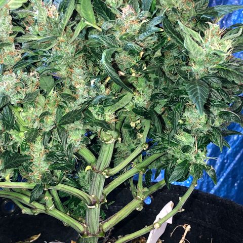 Royal Bluematic Auto - RQS growlog timeline photo