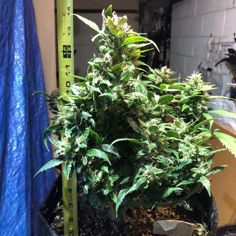 Royal Bluematic Auto - RQS growlog timeline photo