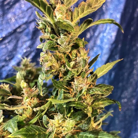 Royal Bluematic Auto - RQS growlog timeline photo