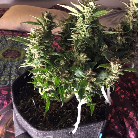 Royal Bluematic Auto - RQS growlog timeline photo