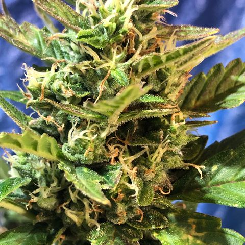 Royal Bluematic Auto - RQS growlog timeline photo